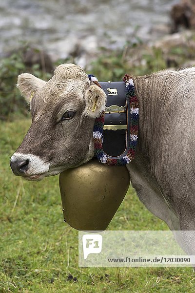 Kuh trägt eine große Kuhglocke beim Almabtrieb  Bad Hindelang  Allgäu  Bayern  Deutschland  Europa