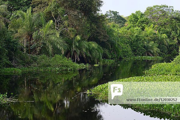 Dichte Vegetation am Ufer  Rio Miranda  südliches Pantanal  Matto Grosso do Sul  Brasilien  Südamerika