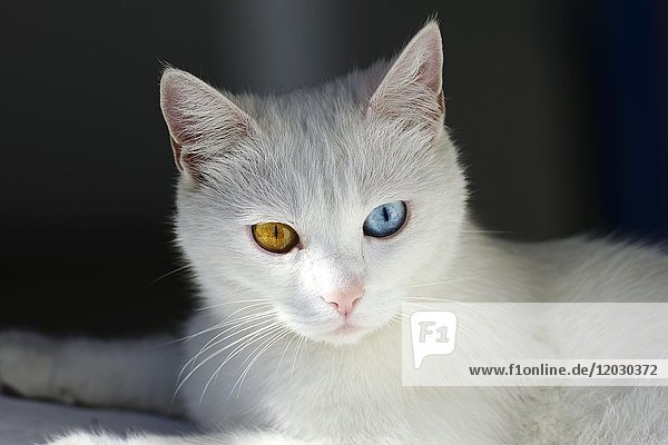 Sizilien  Katze mit verschiedenfarbigen Augen  Insel Stromboli  Liparische Inseln  Sizilien  Italien  Europa *** WICHTIG: Sizilien  ***