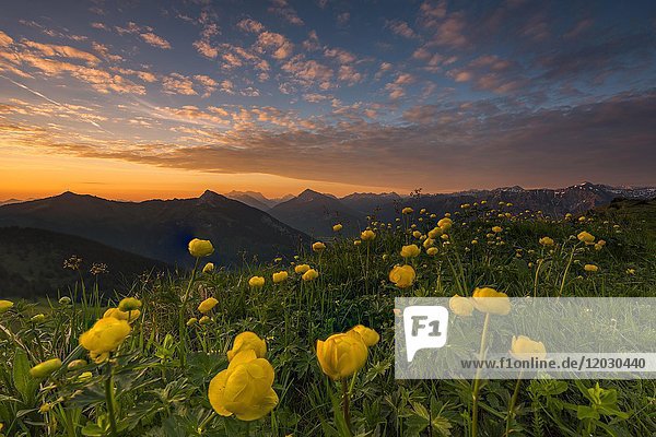 Sonnenaufgang hinter Wiese mit Globeflowers (Trollius europaeus) und Lechtaler Alpen im Hintergrund  Tannheimer Tal  Tirol  Österreich  Europa