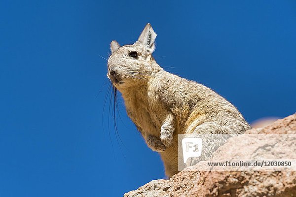 Südliche Viscacha (Lagidium viscacia) sitzt auf einem Felsen  Altiplano  Anden  Bolivien  Südamerika