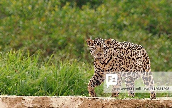 Jaguar (Panthera onca) läuft am Flussufer  Pantanal  Mato Grosso  Brasilien  Südamerika