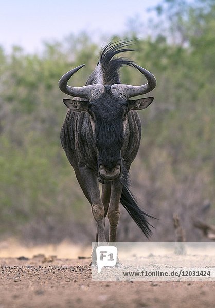 Streifengnu (Connochaetes taurinus)  Mashatu-Wildreservat  Tuli-Block  Botsuana  Afrika