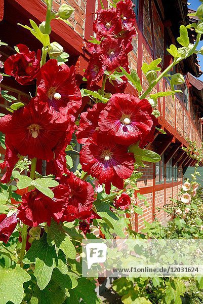 Blühende Stockmalven (Alcea rosea) in einem Fachwerkhaus in Ystad Schweden Europa