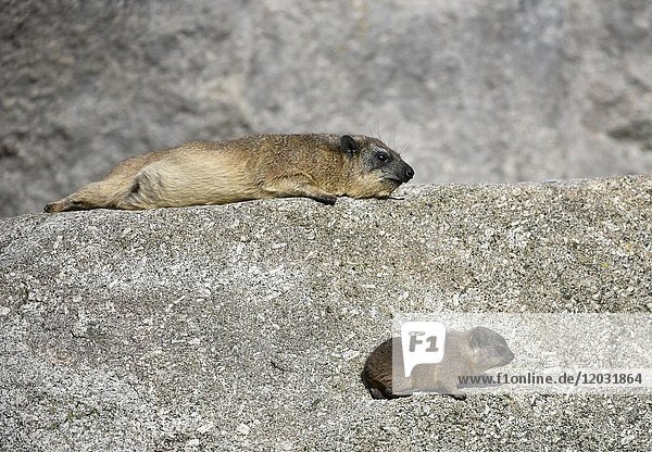 Cape hyraxes (Procavia capensis)  female  resting  with young  captive