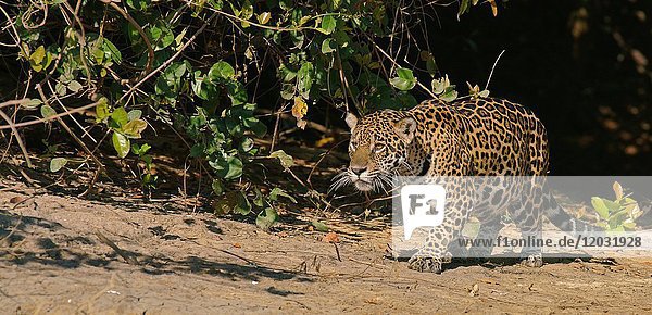 Jaguar (Panthera onca)  creeps up  Pantanal  Mato Grosso  Brazil  South America