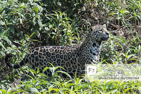 Weiblicher Jaguar (Panthera onca) in der Vegetation  Cuiaba Fluss  Pantanal  Mato Grosso  Brasilien  Südamerika
