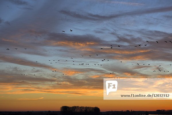 Blässgans (Anser albifrons)  fliegender Schwarm im Sonnenuntergang  Xanten  Niederrhein  Nordrhein-Westfalen  Deutschland  Europa
