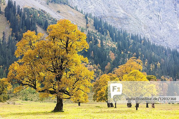 Herbstfärbung  Bergahorn (Acer pseudo plantanus) Großer Ahornrücken  schmal  Vomp-Hinterriß  Tirol  Österreich  Europa