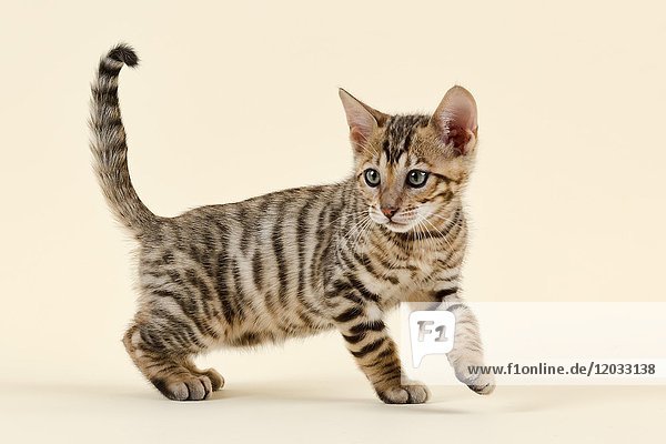 Rasse Katze Toyger (Felis silvestris catus)  Alter 9 Wochen  Farbe braun schwarz getigert