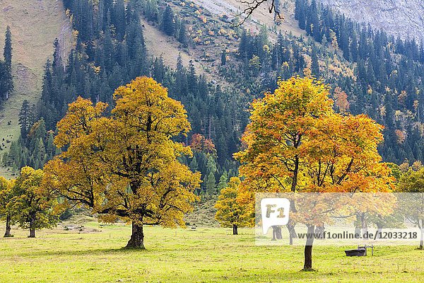 Herbstfärbung  Bergahorn (Acer pseudo plantanus) Großer Ahornrücken  schmal  Vomp-Hinterriß  Tirol  Österreich  Europa