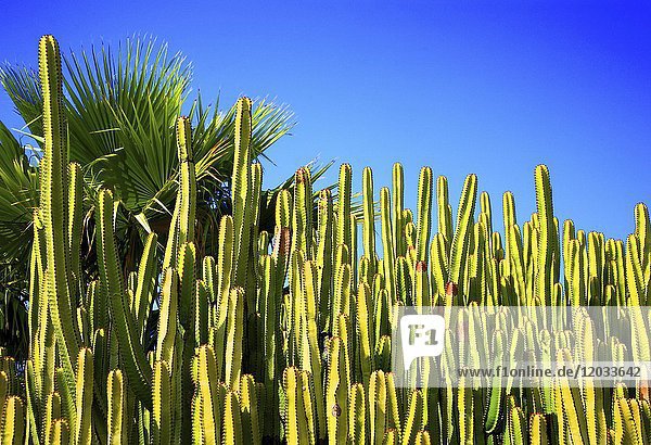 Kanarische Wolfsmilch (Euphorbia canariensis)  Gran Canaria  Kanarische Inseln  Spanien  Europa