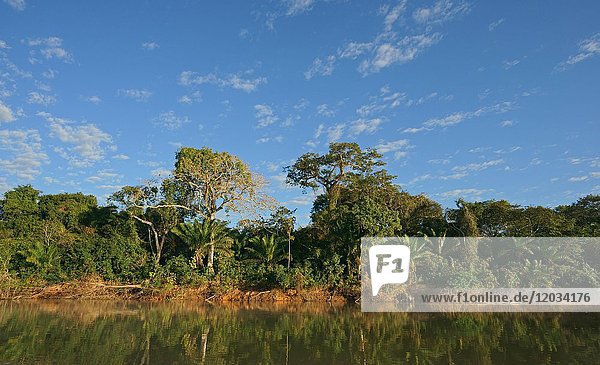 Tropical shore vegetation along the river  Pantanal  Mato Grosso  Brazil  South America