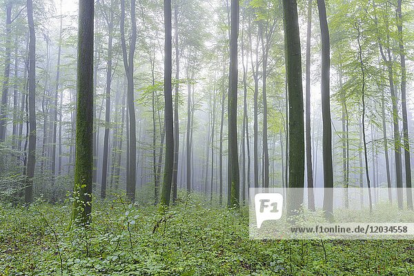 Beech forest on misty morning  Nature Park  Spessart  Bavaria  Germany  Europe.