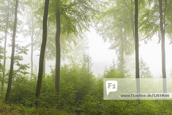Beech forest on misty morning,  Nature Park,  Spessart,  Bavaria,  Germany,  Europe.