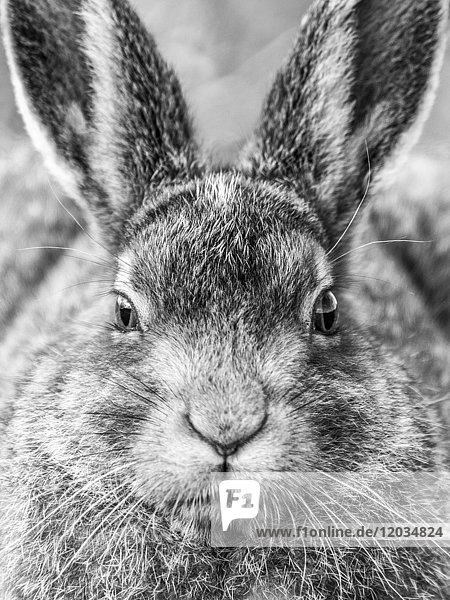 Mountain hare (Lepus timidus) sits in habitat  portrait  summer coat  Cairngroms National Park  Highlands  Scotland  Great Britain