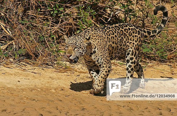 Jaguar (Panthera onca)  Pantanal  Mato Grosso  Brazil  South America