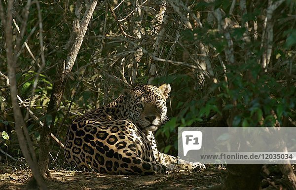 Jaguar (Panthera onca) versteckt sich in dichter Vegetation  Pantanal  Mato Grosso  Brasilien  Südamerika
