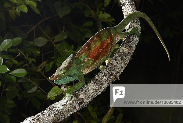 Parsons Chamäleon (calumma parsonii cristifer)  Männchen  Regenwald  Nationalpark  Madagaskar  Afrika
