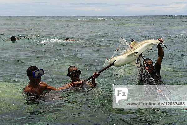 Volksstamm Korafe  Fischer mit gespeertem Schwarzspitzen-Riffhai (Carcharhinus melanopterus)  Yavi Village  Tufi  Papua-Neuguinea  Ozeanien