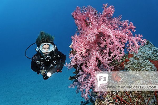 Taucher betrachtet große Klunzingers Weichkoralle (Dendronephthya klunzingeri)  rot  Großes Barriereriff  UNESCO  Weltnaturerbe  Queensland  Cairns  Australien  Pazifik  Ozeanien