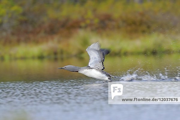 Red-throated diver (Gavia stellata)  starts from the water  moor lake  Sweden  Europe