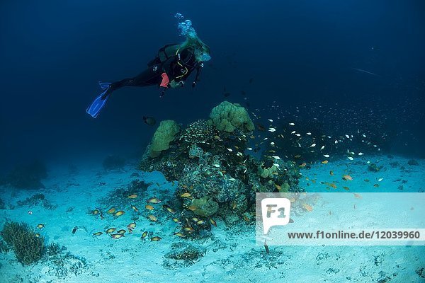 Female scuba diver swim near coral reef  Indian Ocean  Maldives  Asia