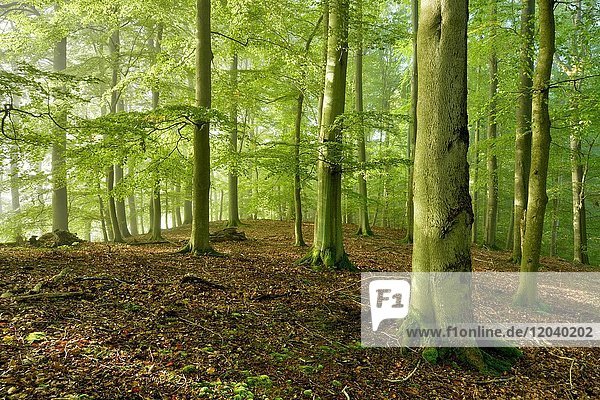 Unberührter Buchenwald  Morgenlicht  Müritz-Nationalpark  Teilgebiet Serrahn  UNESCO Weltnaturerbe  Buchenurwälder der Karpaten und Alte Buchenwälder Deutschlands  Mecklenburg-Vorpommern  Deutschland  Europa