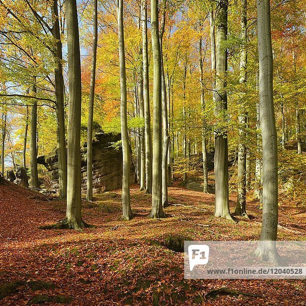 Buchenwald mit großen Felsen im Herbst  Elbsandsteingebirge  Nationalpark Sächsische Schweiz  Sachsen  Deutschland  Europa
