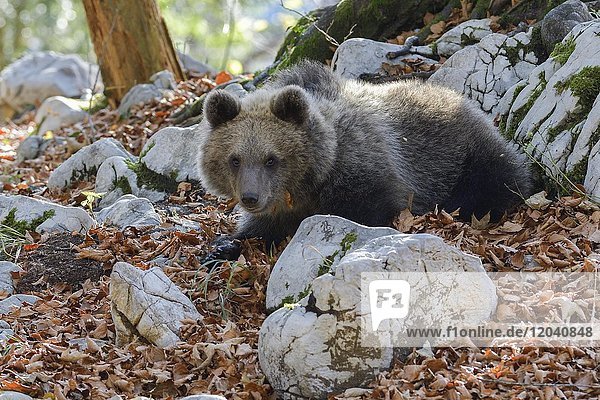 Europäischer Braunbär oder Eurasische Braunbär (Ursus arctos arctos)  Jungtier im Karstwald  Notranjska  Slowenien  Europa