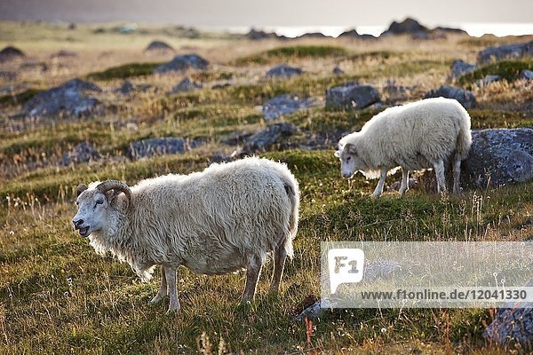 Sheep (Ovis)  mother with young  Northwest Iceland  Iceland  Europe