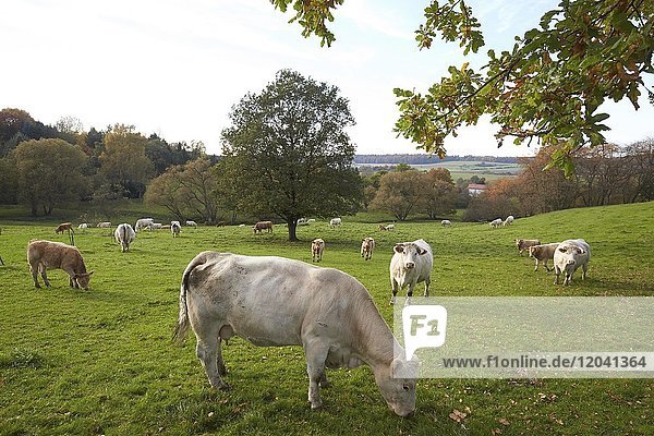 Milchkühe grasen auf einer Weide im Westerwald  Helferskirchen  Rheinland-Pfalz  Deutschland  Europa