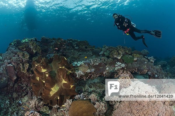 Taucher über tropischem Korallenriff  Nusa Lembongan  Kleine Sundainseln  Indonesien  Asien