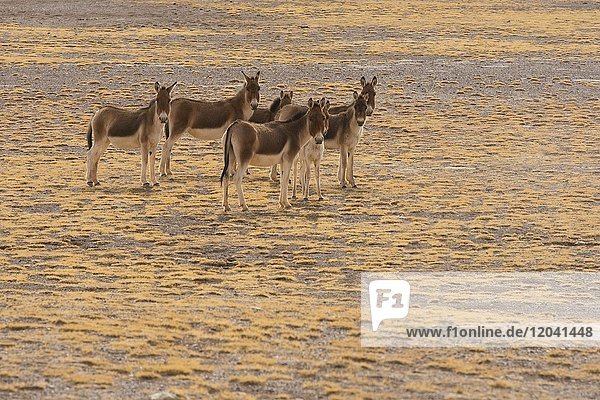 A herd of Kiang or (Equus kiang) in dry steppe  Changtang plateau  Northern Tibet  Tibet  China  Asia