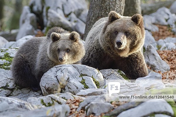 European brown bear or Eurasian brown bear (Ursus arctos arctos)  Mother with young in the karst forest  Notranjska  Slovenia  Europe