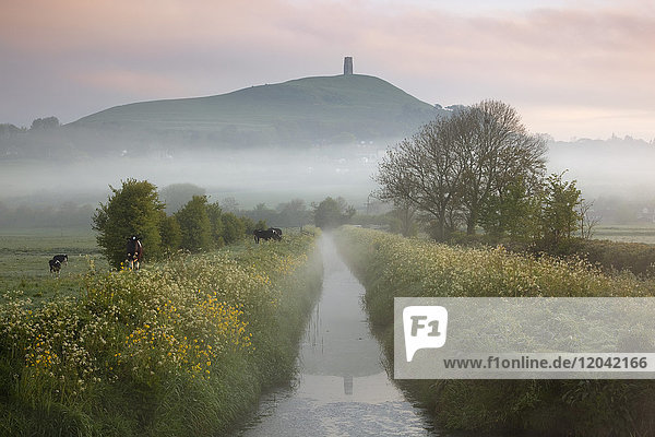 Dämmerungsnebel unter dem Glastonbury Tor  Glastonbury  Somerset  England  Vereinigtes Königreich  Europa