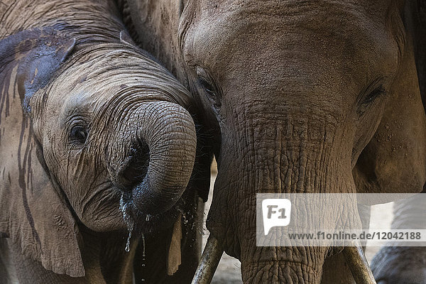 A female African elephant (Loxodonta africana) with her calf  drinking at a waterhole  Tsavo  Kenya  East Africa  Africa