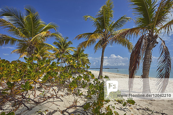Vegetation am Long Bay Beach an der Südküste von Providenciales  Turks- und Caicosinseln  Westindien  Mittelamerika