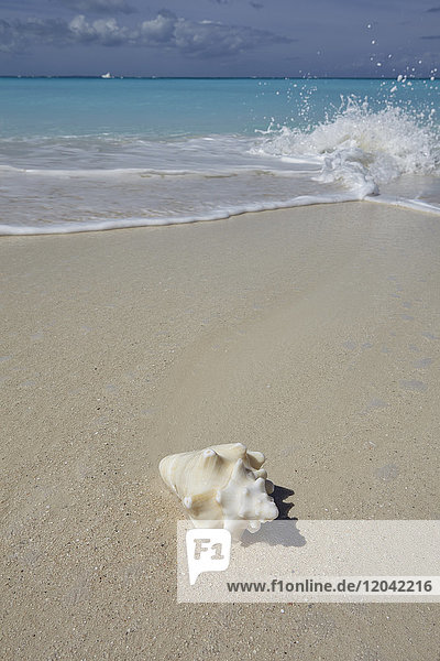 Eine Muschelschale am Strand von Grace Bay  Providenciales  Turks- und Caicosinseln in der Karibik  Westindien  Mittelamerika