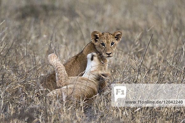 Zwei Löwenjunge (Panthera leo) spielen im hohen Gras  Tsavo  Kenia  Ostafrika  Afrika