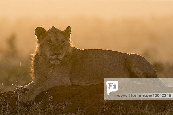 A lion (Panthera leo) resting on a termite mound at sunset  Tsavo  Kenya  East Africa  Africa