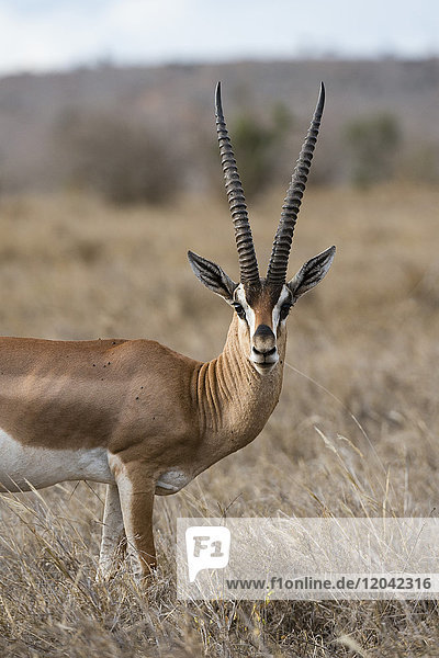 Eine Grantgazelle (Gazella granti) schaut in die Kamera  Tsavo  Kenia  Ostafrika  Afrika
