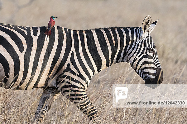 Porträt eines gewöhnlichen Zebras (Equus quagga)  das mit einem Karminbienenfresser (Merops rubicus) auf dem Rücken läuft  Kenia  Ostafrika  Afrika