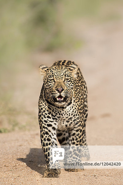 Leopard (Panthera pardus) in Sabi Sands Greater Kruger South Africa Africa