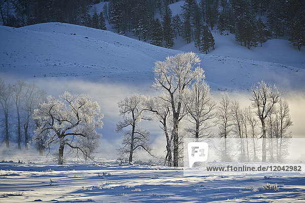 Hinterleuchtete  frostbedeckte Pappeln im Winter  Yellowstone-Nationalpark  UNESCO-Weltkulturerbe  Wyoming  Vereinigte Staaten von Amerika  Nordamerika