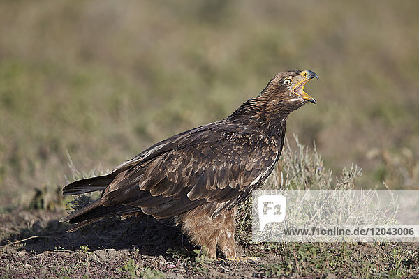 Rufender Steinadler (Aquila rapax)  Ngorongoro-Schutzgebiet  Tansania  Ostafrika  Afrika