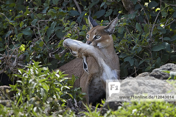 Caracal (Caracal caracal) with a young Thomson's Gazelle (Gazella thomsonii)  Ngorongoro Crater  Tanzania  East Africa  Africa