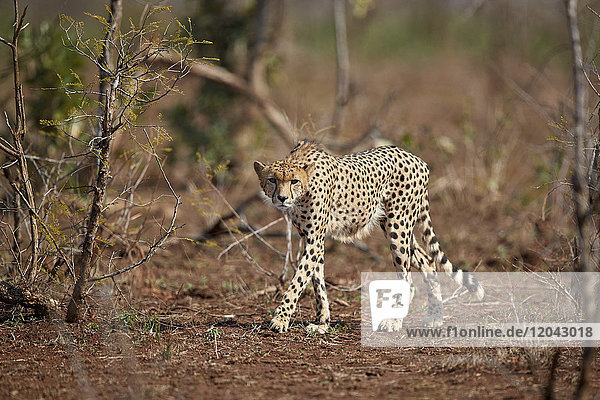 Cheetah (Acinonyx jubatus) Kruger National Park South Africa Africa