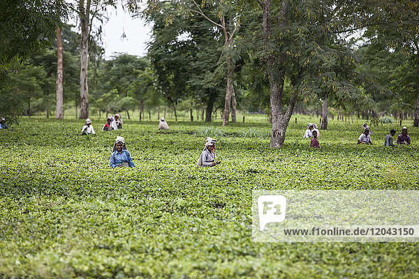 Teegarten in Dibrugarh  Assam  Indien  Asien