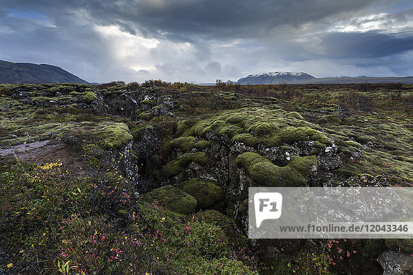 Mooslandschaft mit Felsspalten  Nationalpark Pingvellir (Thingvellir)  UNESCO-Weltkulturerbe  in der Nähe von Reykjavik  Island  Polargebiete